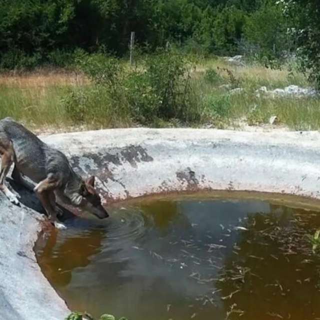Vukopas prijeti stočarima