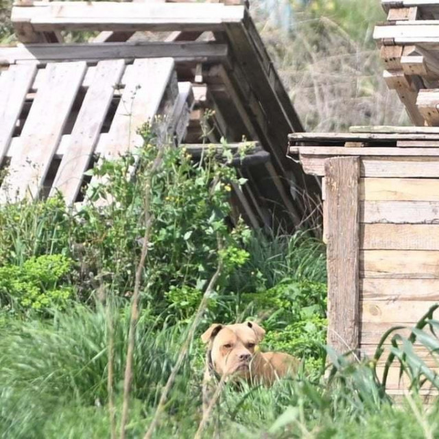 Uhićen muškarac koji je držao 67 pasa i 2 vuka u groznim uvijetima i zlostavljao ih